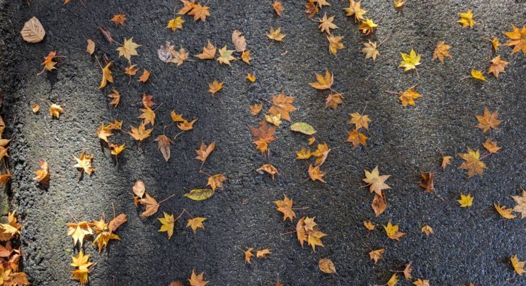 紅葉の見ごろ🍁