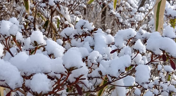 【牡蠣と白子の贅沢コース】食して来ました!