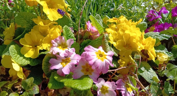 🍃新緑の季節を迎えました🍃