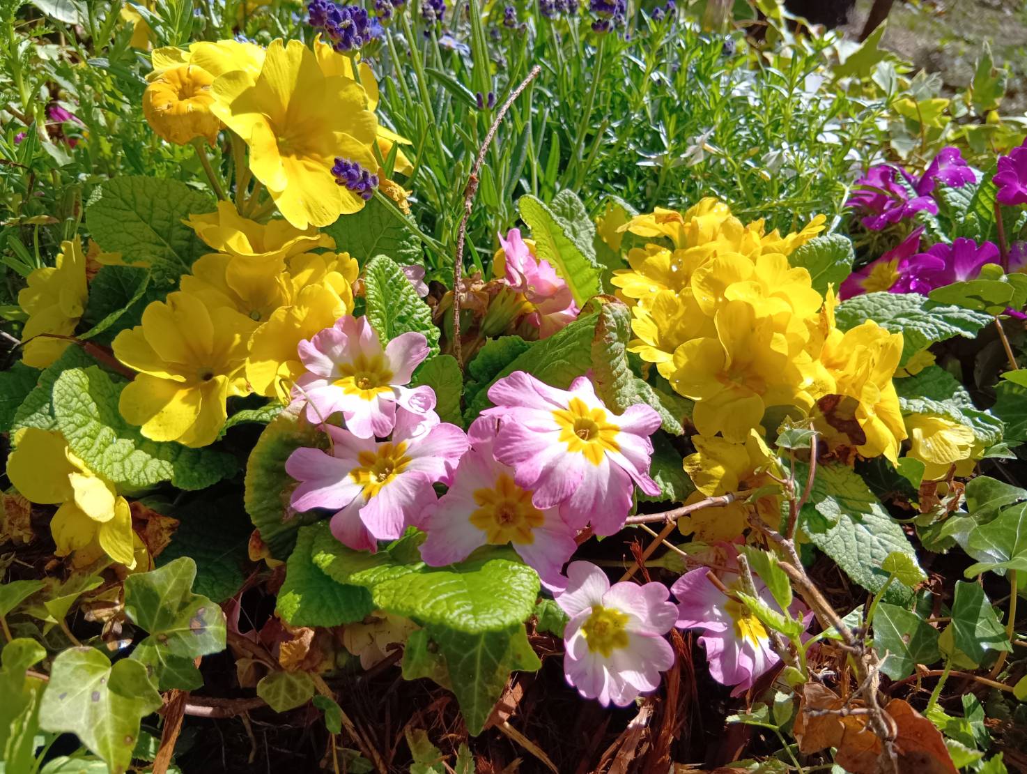 🍃新緑の季節を迎えました🍃