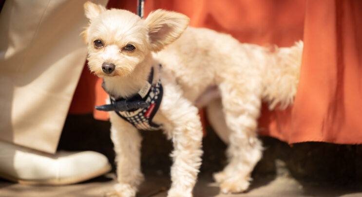 愛犬と一緒にフォトウエディングが叶う場所